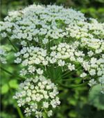 Ajmoda seeds - Image 2