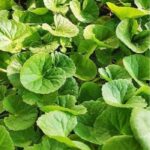 Gotu kola, Thankuni, Brahmi Retail
