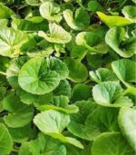 Gotu kola, Thankuni, Brahmi Bulk
