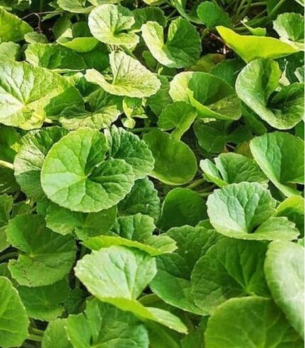Gotu kola, Thankuni, Brahmi