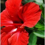 Dry hibiscus flowers