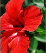 Dry hibiscus flowers bulk