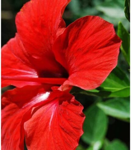 Dry hibiscus flowers