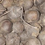 Vidhara, Hawaiian Baby Woodrose Seeds, Bidhara Asli, Vidhara Seeds, Vruddhadaru