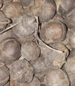 Vidhara, Hawaiian Baby Woodrose Seeds, Bidhara Asli, Vidhara Seeds, Vruddhadaru