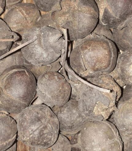 Vidhara, Hawaiian Baby Woodrose Seeds, Bidhara Asli, Vidhara Seeds, Vruddhadaru