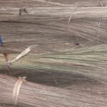 coconut Brooms Stick Bulk