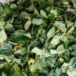 Dry betel leaves