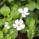 Brahmi Extract, Bacopa Monnieri Extract , Bacosides Bulk