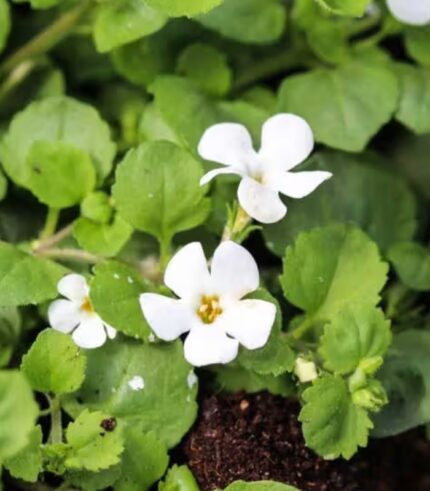 Brahmi Extract, Bacopa Monnieri Extract , Bacosides
