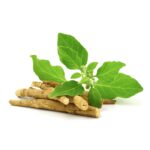 Ashwagandha Extract Bulk