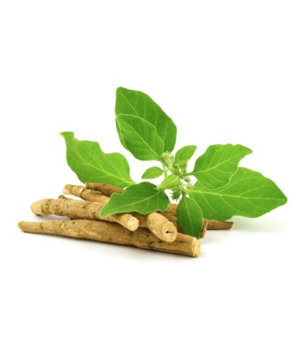 Ashwagandha Extract
